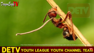 What is Zombie Ant Fungus? Ep 36｜Dragon Eagle TV Youth Channel